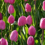 tulip-field-53104_960_720